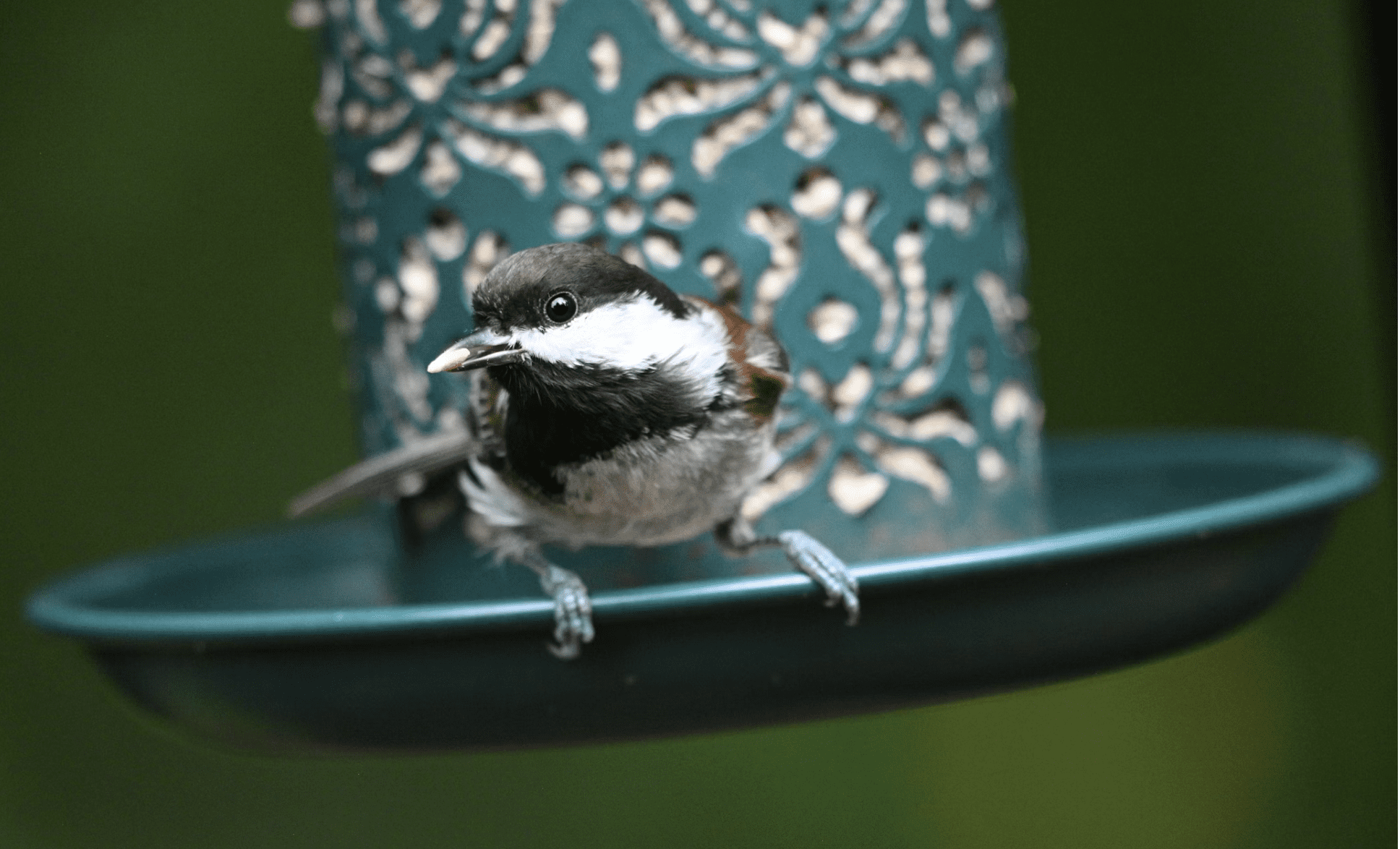 bird on blue feeder small bird perched on a blue bird feeder