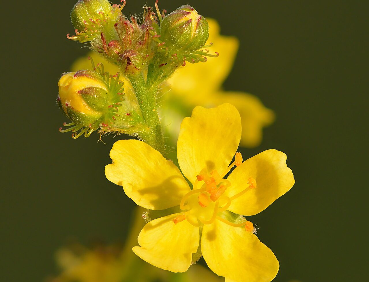 Agrimony Agrimonia eupatoria Agrimony blossoms, Agrimonia eupatoria