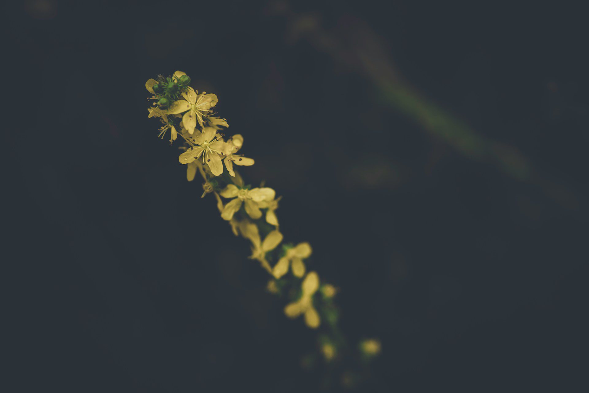 Agrimony stem with blossoms
