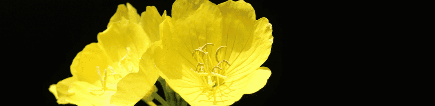 yellow evening primroses on black background