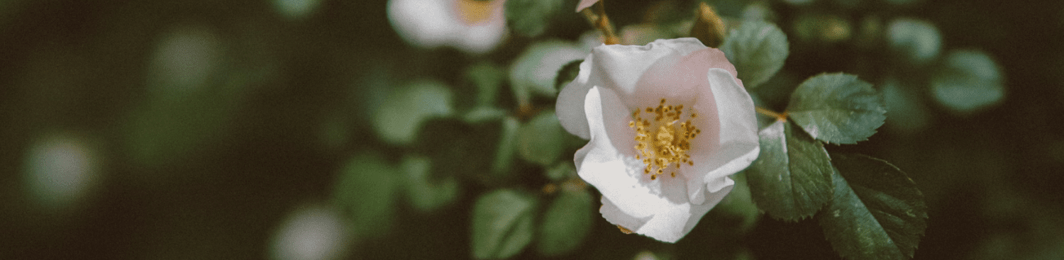 white rose on bush